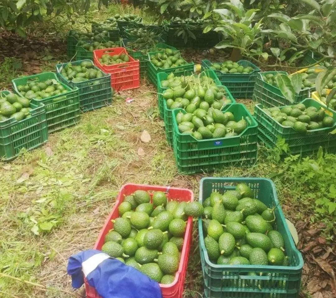 Cabrera Produce Services Inc.